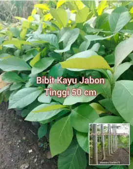 Bibit Kayu Jabon Tinggi 50 cm