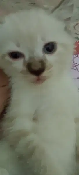 Kitten Himalaya jantan