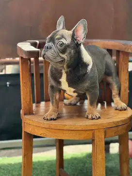 French Bulldog Blue Tan