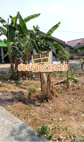 Tanah murah plesungan gondangrejo