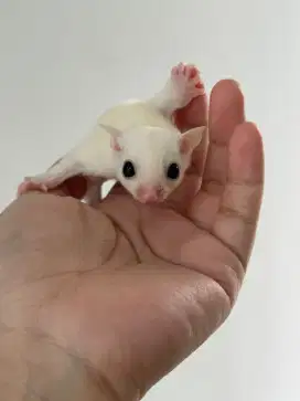 Sugar Glider Leucistic usia satu setengah bulan jinak betina