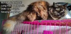 Kucing Persia Flatnose Betina Remaja