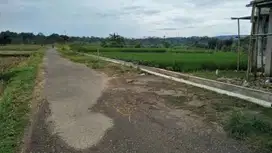 Sawah Produktif,Harga Menarik,Cocok Untuk Invest