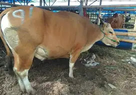 cicilan 4jt/bln 7x sapi bali 400kiloan siap kurban terbaik 2025 manteb