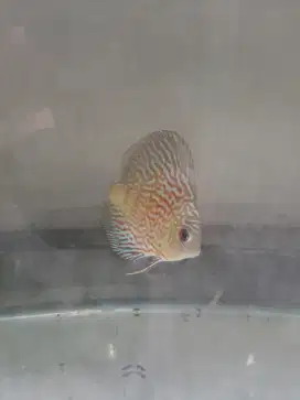 IKAN DISCUS BORONGAN