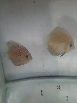 JUAL IKAN DISCUS