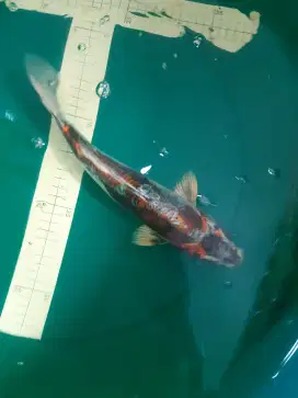 Ikan koi Kikokuryu 30cm unik antik