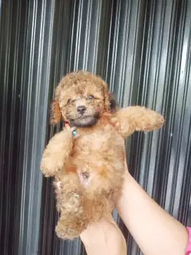 Anjing Poodle Puppy/ Toy Poodle