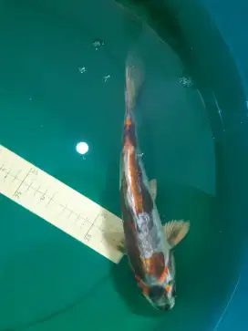 Ikan koi Kikokuryu 30cm antik pola