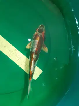 Ikan koi Kikokuryu unik pola sangar 30cm