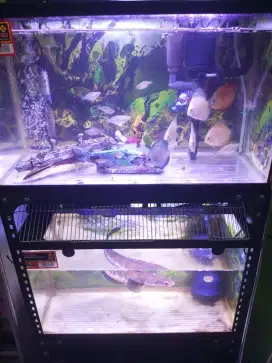 Ikan Discus channa bonus aquarium 60cm rak pompa dll