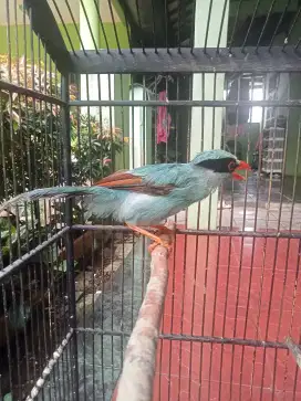 Burung Jovin Bunyi Rajin