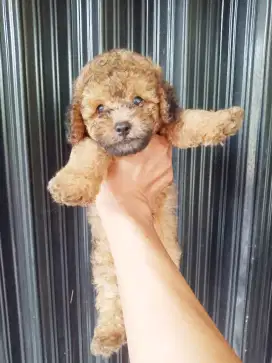 Poodle toy lucu