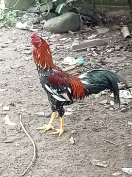 Ayam jago kampung umbaran