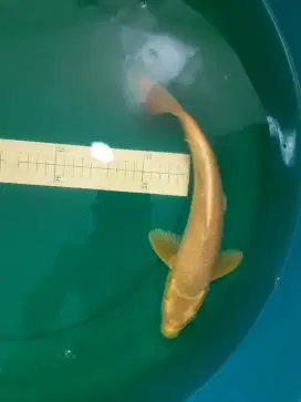 Ikan koi Mukashi Gold 30cm ring rapih