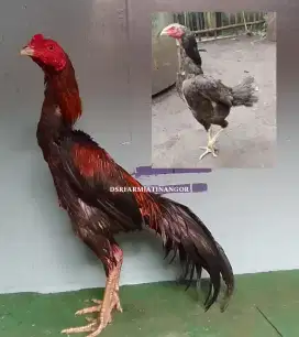 SATU PAKET AYAM BANGKOK DAN INDUKAN