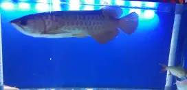 Ikan Arwana Golden Red