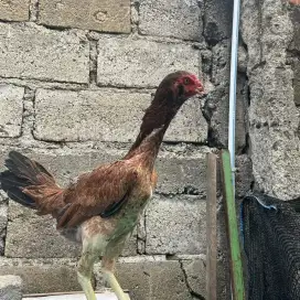 Ayam biang/babon shamo eropa x aseel Madras bervidio