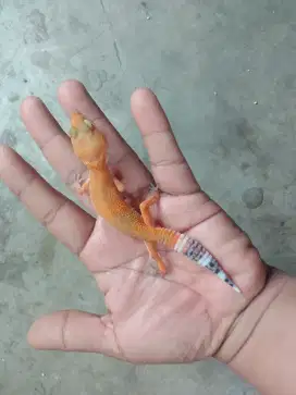 Leopard Gecko juvenile