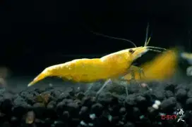 Udang yellow fire Aquascape