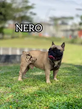 DIJUAL PEJANTAN FRENCHBULLDOG