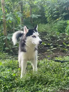 DIJUAL HUSKY JANTAN