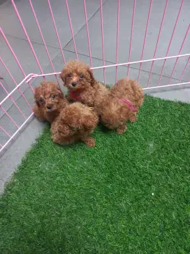 Anak anjing red toy poodle stambum