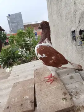 Burung dara bujangan