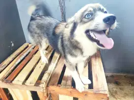 anak anjing campuran husky