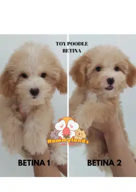 TOY POODLE BETINA APRICOT