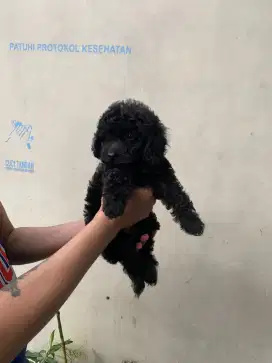 Toy Poodle 2 bulan ras asli