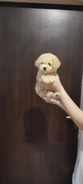 Tiny poodle bersurat