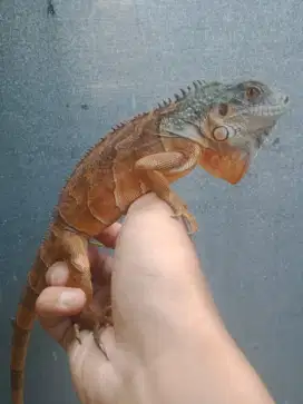 2 EKOR RED & GREEN IGUANA