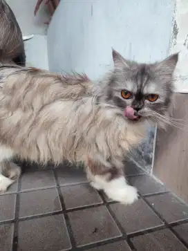 Kucing persia bulu lebat abu