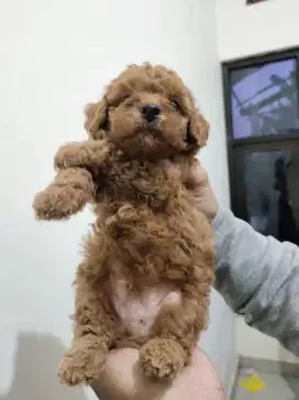 Anjing Poodle jantan dan betina