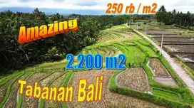 View sawah, gunung dan jungle 2,200 m2 di Marga Tabanan