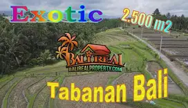 Tanah Sawah 2,500 m2 Semi Kotak area Marga Tabanan