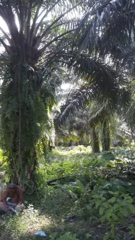 Kebon Sawit Tepi Sungai Dijual