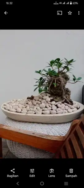 dijual bonsai unik