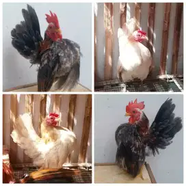 Sepasang ayam serama siap produk