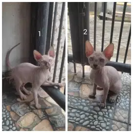 Kitten Sphynx Betina