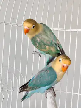 Burung Lovebird