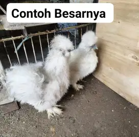 Anak Ayam American silky 4 ekor