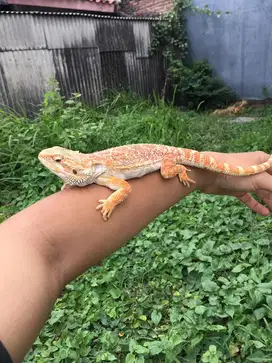 Bearded Dragon dewasa jantan