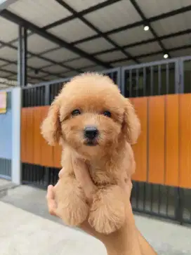 Dijual toy poodle