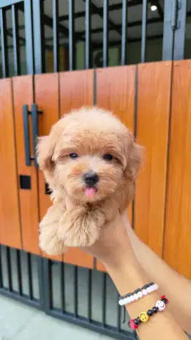 Dijual toy poodle