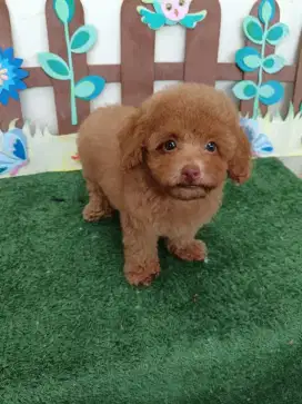 Dijual toy poodle