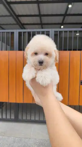 Dijual toy poodle