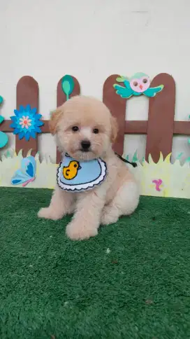 Dijual toy poodle