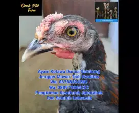 AYAM KETAWA DURASI SAMBUNG JENGGER MAWAR JANTAN PROSPEK